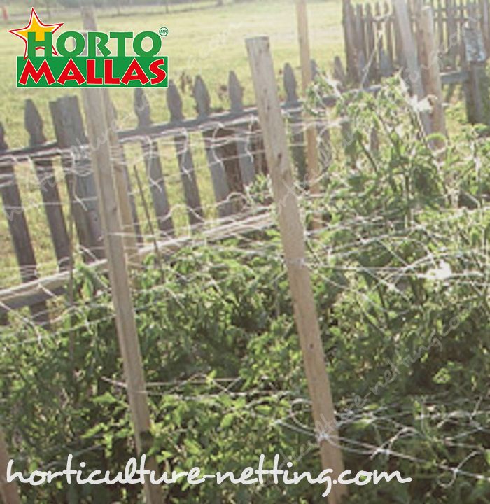 Support netting facilitates the pruning, therefore reduce mechanical stress in tomato plants.