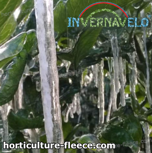 frozen plants damaged by the extreme frost weather