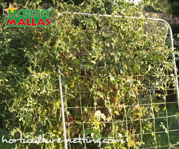 HORTOMALLAS trellis netting reduces mechanical stress in vegetable crops.
