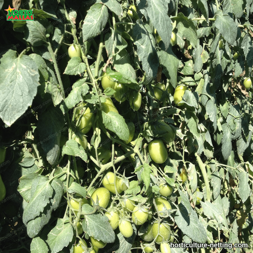 Tomato plant trellised with trellis net