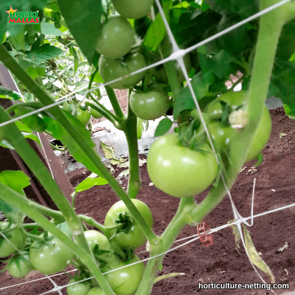 Green tomatoes with support netting