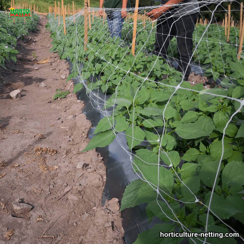 eggplant crops trellised by support net