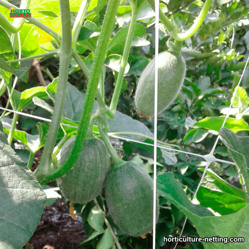 curbitaceae crops in greenhouse